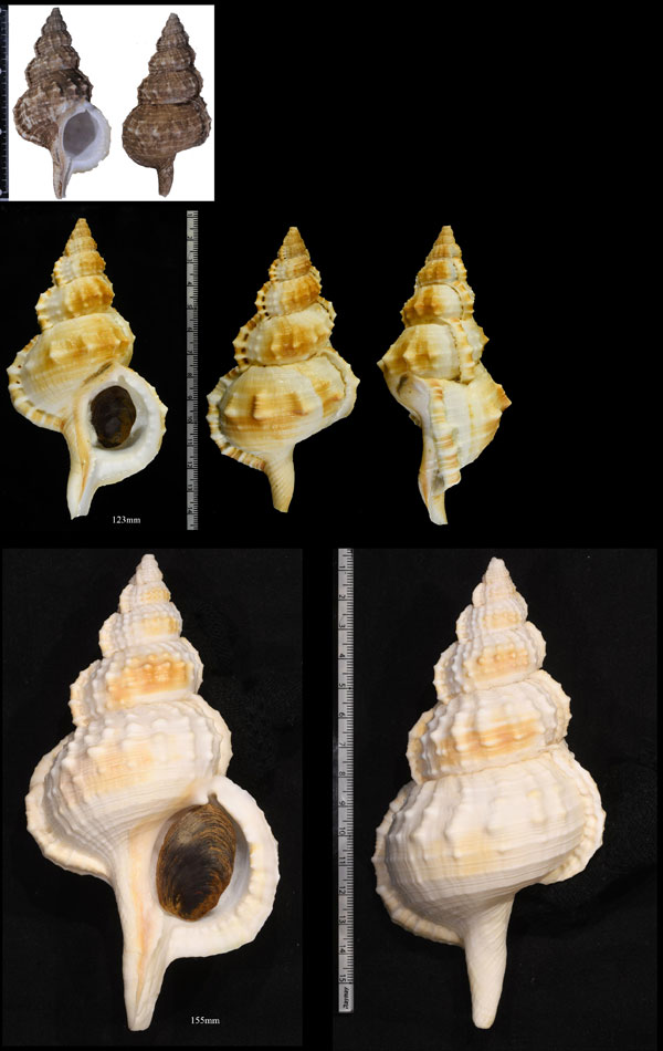 ヨーロッパアヤボラ Ranella olearium olearium small