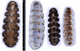 ナンアトゲハダヒザラガイ (仮称) Chaetopleura papilio small