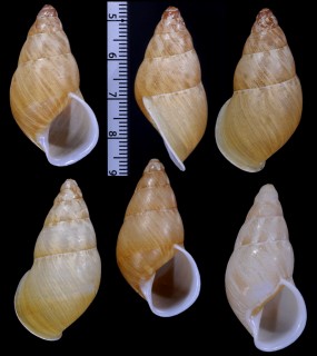 ヨワタケノコマイマイ Chrysallis calamianica small
