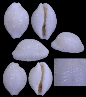 ボズウェルシラタマ(仮称) Trivirostra boswellae small