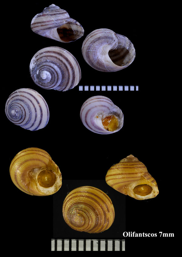 クロスジシタダミ (仮称) Gibbula zonata small