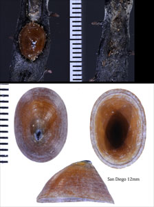 カシュウツボミ Lottia insessa small