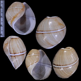 ヒメヤカタガイ Hydatina zonata small