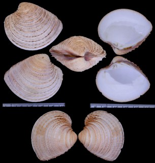 アマトゥスリュウオウハナガイ Chione amathusia small