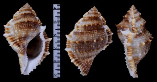 ホソウネミヤコボラ Bufonaria cristinae small