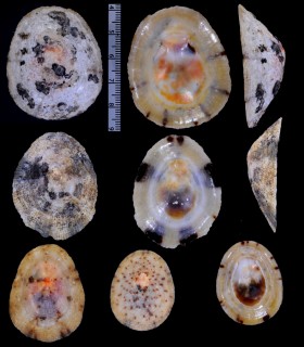 ケープクルマガサガイ (仮称) Cellana radiata capensis small