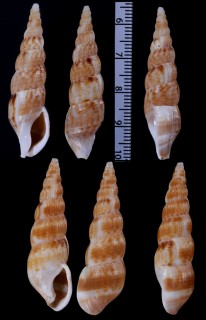 ナンアセコバイ Colubraria alfredensis small
