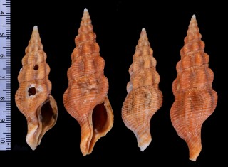 ナタールカタツノマタ (仮称) Latirus paetelianus aff. small
