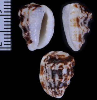 マメユウビガイ Morum oniscus small