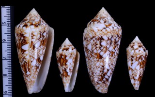 スベスベジュズカケタガヤサンミナシ Conus telatus small
