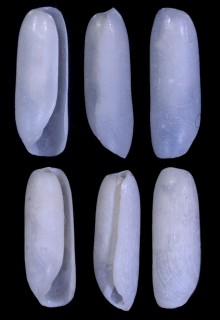ナンアカイコガイダマシ (仮称) Cylichna tubulosa small