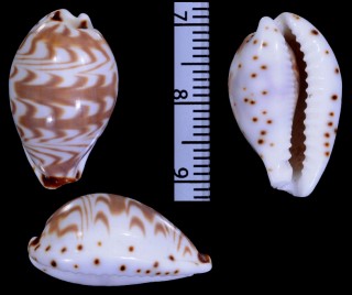 オトメスミナガシダカラ Palmadusta diluculum virginalis small