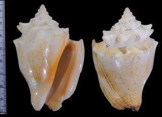 ソデボラ Strombus pugilis small