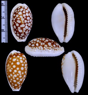 スリランカカノコダカラ (仮称) Cribrarula cribraria ganteri small