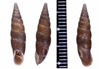 ハクテンオーストリアギセル (仮称) Charpentieria itala punctata small