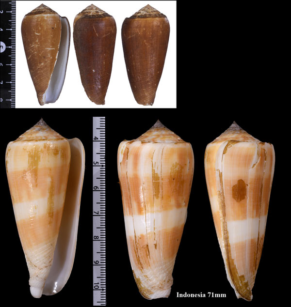 フクスケヤキイモ Conus consors small
