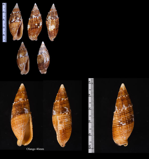 ベニウミフデ Mitra imperialis small