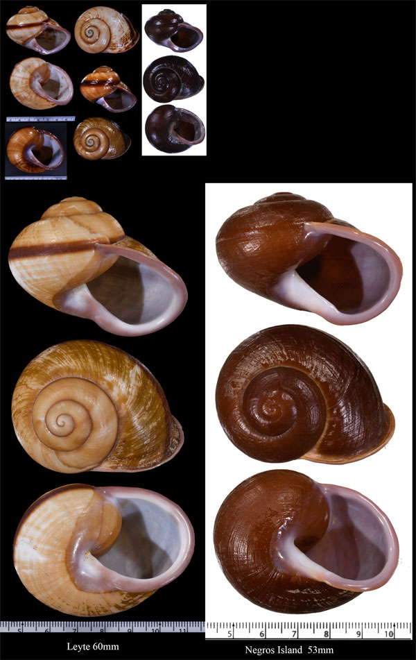 ヨコスジダルマカスリマイマイ (仮称) Calocochlia latitans small
