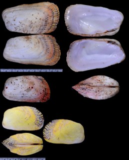 カザリフナガタ 飾り舟形貝 Trapezium sowerbyi small