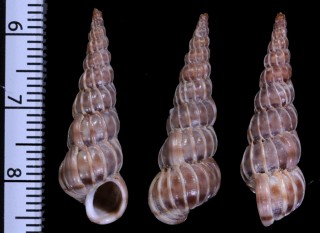 タートンネジガイ Epitonium turtonis small
