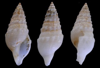 ヘドリクダボラの仲間? Epidirona sp. small