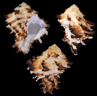 ナデガタノシメガンゼキボラ Hexaplex cichoreum depressospinosus small