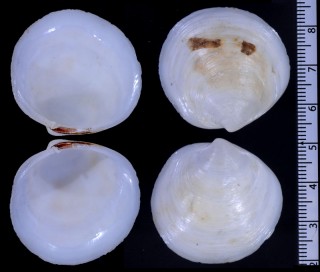 アフリカシオガマ (仮称) Felania diaphana small