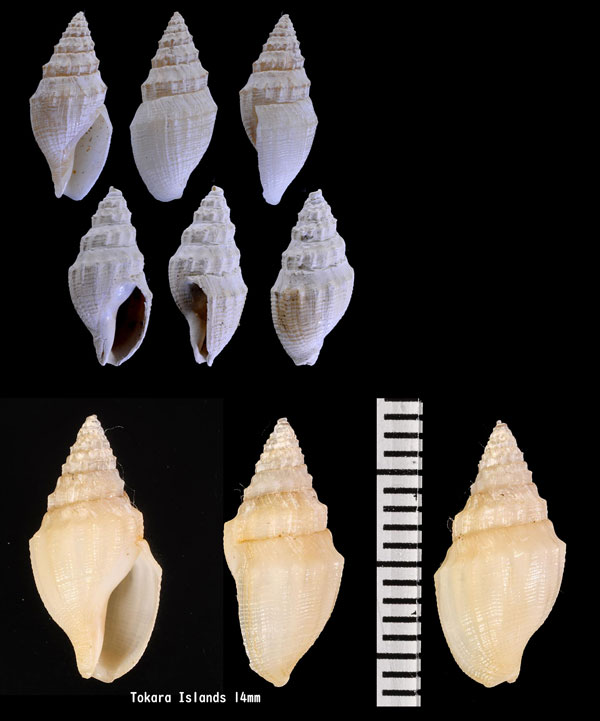 ペンドゥラフデシャジク (仮称) Buccinaria pendula small