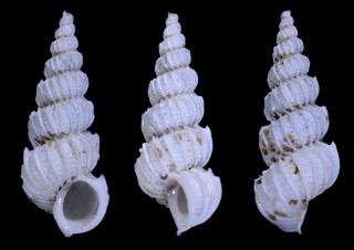 ホソサガミイトカケ Epitonium eusculptum small