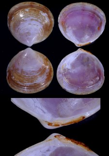 ナンアウソシジミ (仮称) Felaniella subradiata small