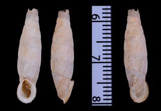 スペジアレシチリアギセル (仮称) Siciliaria spezialensis small