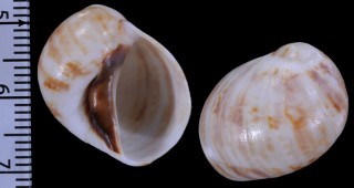 ユキネズミ Mammilla sebae small