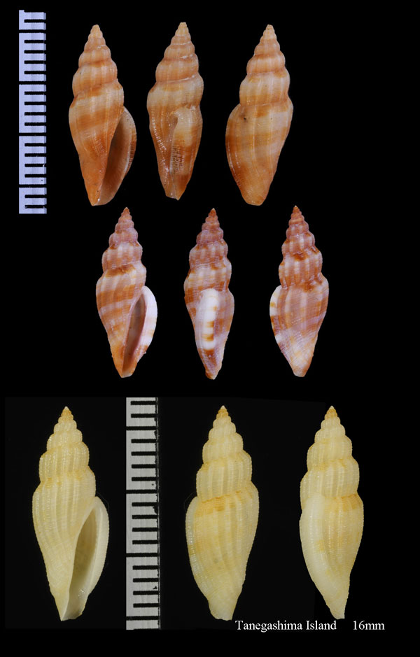 チャオビイトカケコトツブ (仮称) Gingicithara cylindrica small