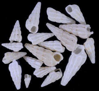 オパリアイトカケ Opalia australis small