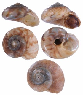 マダラズールシタダミ (仮称) Ilanga rhyssomphala small