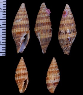 アツミフデ Vexillum nodai small