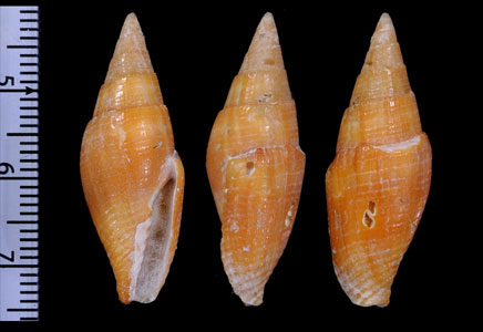 ウスチャフデ Mitra fulvescens small