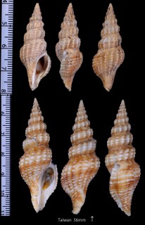 アラレタケノコシャジク Inquisitor elachystoma small