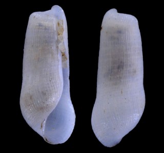 ナンアコウシボリコメツブ (仮称) Retusa constricta small