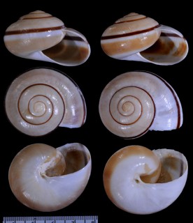 シビラタチバナマイマイ (仮称) Hemiplecta sybilla small