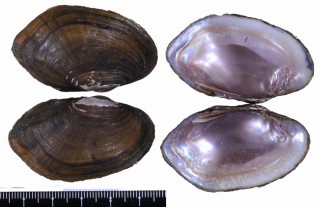 テネシーマメヌマガイ Villosa vanuxemensis small