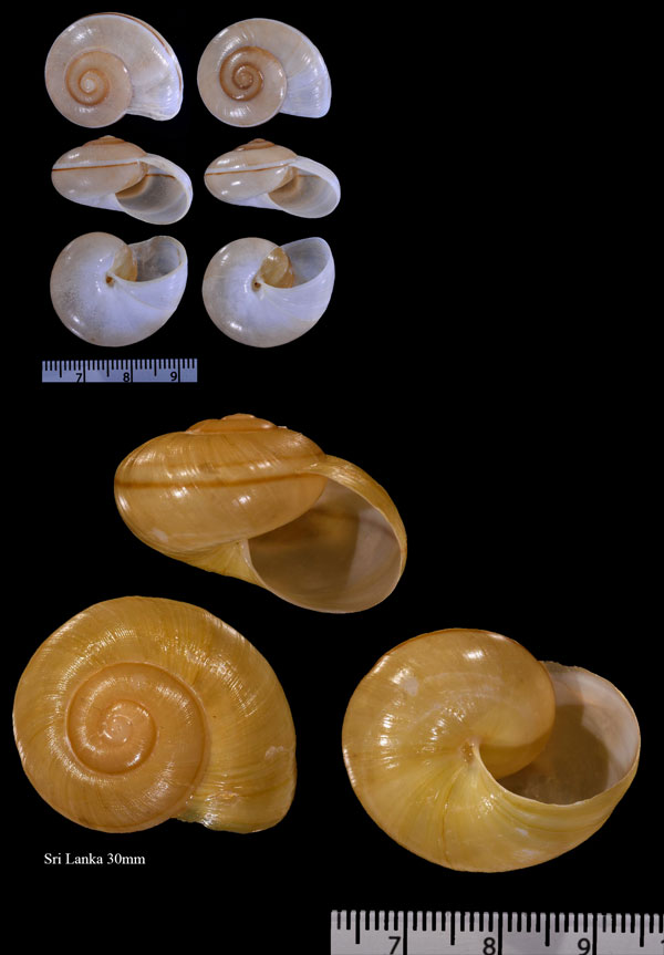 インドのタチバナマイマイの仲間 Cryptozona bistrialis small