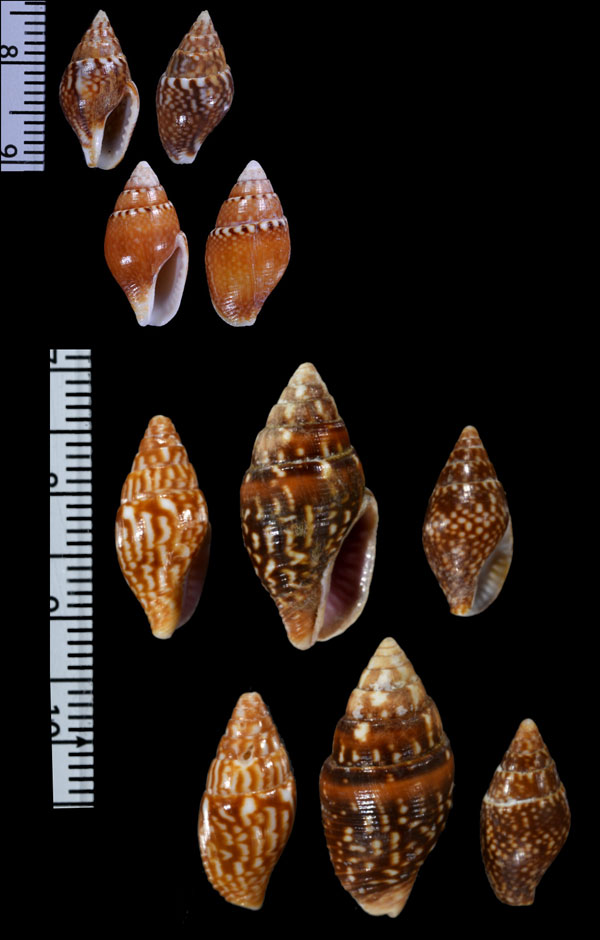 フトオビニナ (オビニナ) Pardalinops testudinaria testudinaria small