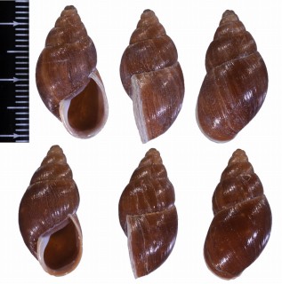 オロヤナガマイマイ （仮称） Thaumastus tarmensis weeksi small