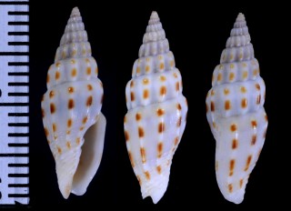 コガタコンツクシ (仮称) Vexillum michaui wilsi small