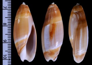 ホザキリュウグウボタル Ancillus apicalis small