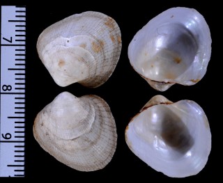 ムスメゴコロガイ 娘心貝 Policordia pilula small