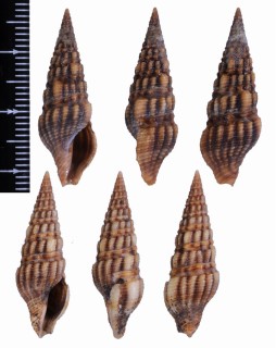 ウネクチキレボラ Inquisitor varicosa small