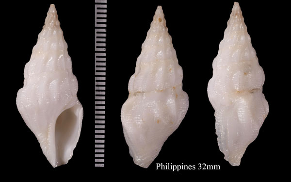 ナリヒラクダマキ Tylotiella rutteni small