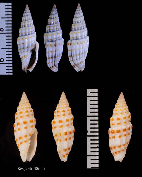 ワカツクシ Vexillum michaui small